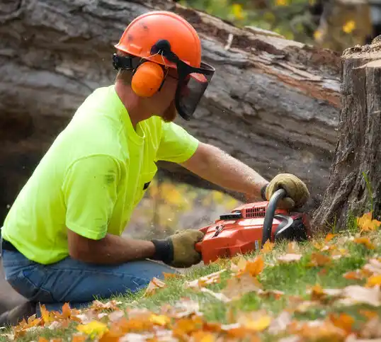 tree services South Paris